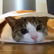 みぃ