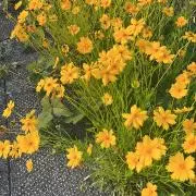 あしゅの画像