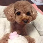 まるちゃんの画像
