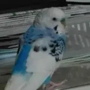 あろあろの画像