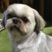 momoの画像