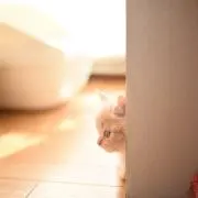 愛ママ