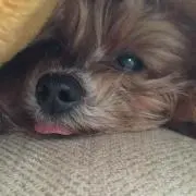 Junior Flyの画像