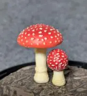 紅テングダケの画像