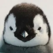 karaの画像