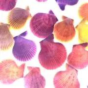 クルミの画像