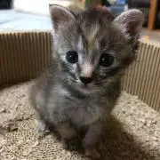 ムース