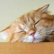 ぽんた★の画像