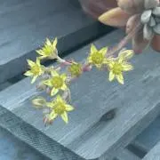 おかきの画像