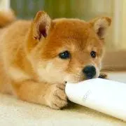 よう(プロフ読んでください)の画像