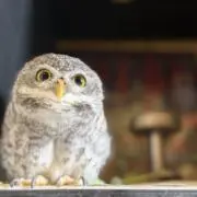 sisiの画像