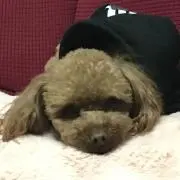 コアママ