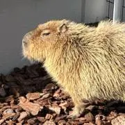すぎもんの画像