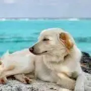 yoshiの画像