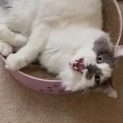 あいの画像
