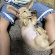 はるさん《室内犬あり》の画像