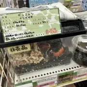 ヨッキーの画像