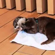 かわうそ