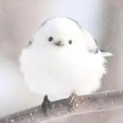ラピスの画像