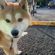 みの画像