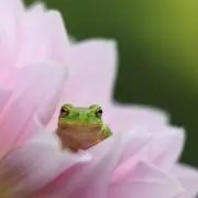 IEKの画像