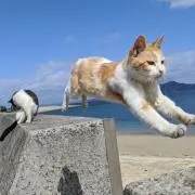 ちまの画像