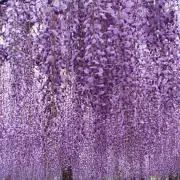 きゃらめるの画像