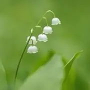 Aiの画像