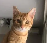 みみの画像