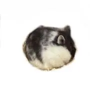 Papayaの画像