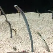 チンアナゴ
