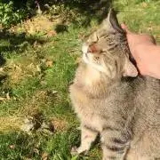 るるの画像