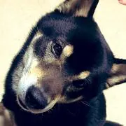 めぐ