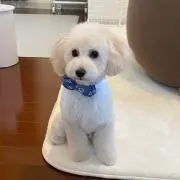 トイプー