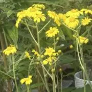 サンスッシーの画像