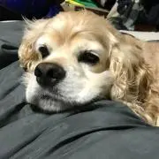 おじゃまる