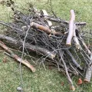 マソーの画像
