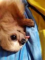 ☆の画像
