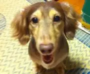 ありんこの画像