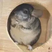akane *の画像