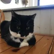 ハル