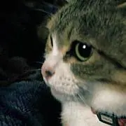 黒木の画像
