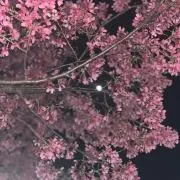 wanobiの画像