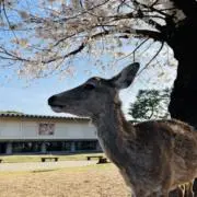 ぬまち(無言購入OK！)の画像