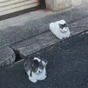 こめの画像