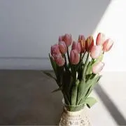 Ohanaの画像