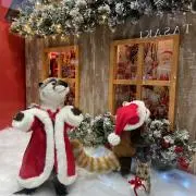 cocoの画像