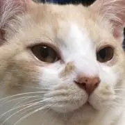 ちょこりん