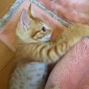 ネネ 『プロフ見てください』の画像