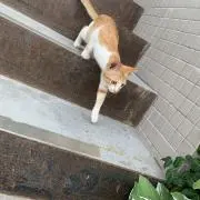yaiの画像